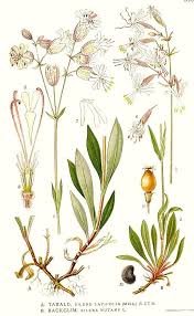 Image result for Silene vulgaris