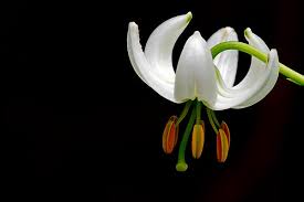 Image result for Lilium martagon Alba