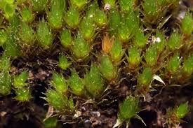 Attēlu rezultāti vaicājumam “Bryum moravicum”