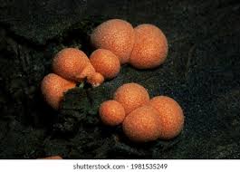 Attēlu rezultāti vaicājumam “Lycogala flavofuscum”