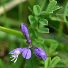 Attēlu rezultāti vaicājumam “Polygala vulgaris”