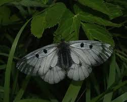 Attēlu rezultāti vaicājumam “Parnassius mnemosyne underside”