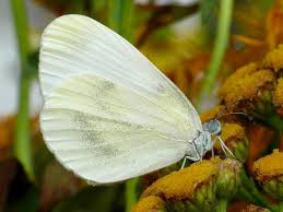 Attēlu rezultāti vaicājumam “Leptidea sinapis”