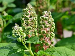 Attēlu rezultāti vaicājumam “Phytolacca acinosa leaf”
