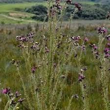 Attēlu rezultāti vaicājumam “Cirsium palustre leaf”