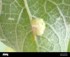 Attēlu rezultāti vaicājumam “Euura pedunculi”