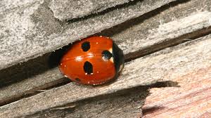 Attēlu rezultāti vaicājumam “Coccinella quinquepunctata”