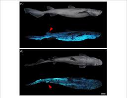 Image result for Dalatias licha