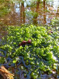 Attēlu rezultāti vaicājumam “Chiloscyphus”