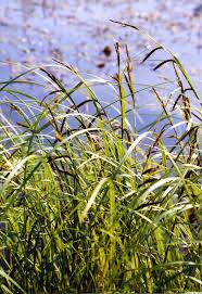 Attēlu rezultāti vaicājumam “Carex acuta”