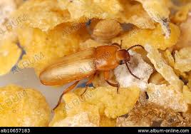 Attēlu rezultāti vaicājumam “Bolitophagus reticulatus larva”