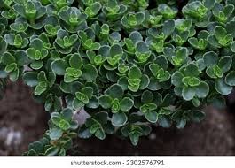 Attēlu rezultāti vaicājumam “Phedimus spurius leaf”