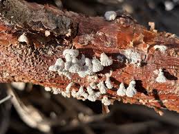 Attēlu rezultāti vaicājumam “Gloeoporus taxicola”