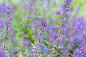 Attēlu rezultāti vaicājumam “Nepeta x faassenii”