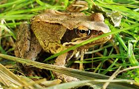 Attēlu rezultāti vaicājumam “Rana temporaria adult”