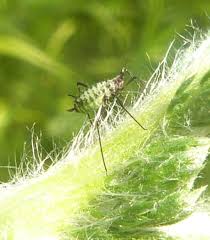 Attēlu rezultāti vaicājumam “Macrosiphoniella millefolii”