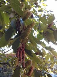 Attēlu rezultāti vaicājumam “Betula alleghaniensis fruit”