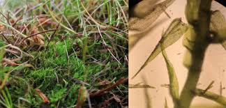 Attēlu rezultāti vaicājumam “Conardia compacta”