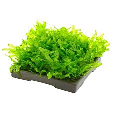 Attēlu rezultāti vaicājumam “Pellia”