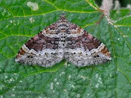 Attēlu rezultāti vaicājumam “Xanthorhoe spadicearia”