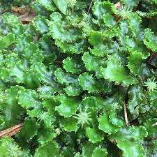 Attēlu rezultāti vaicājumam “Marchantia polymorpha”