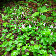 Attēlu rezultāti vaicājumam “Linnaea borealis flower”
