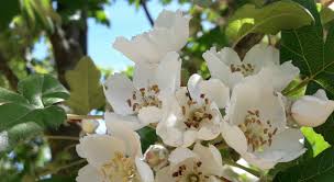 Attēlu rezultāti vaicājumam “Tilia platyphyllos subsp. cordifolia flower”