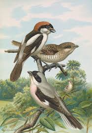 Image result for Lanius minor