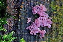 Attēlu rezultāti vaicājumam “Ascotremella faginea”