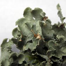 Attēlu rezultāti vaicājumam “Cetrelia olivetorum”