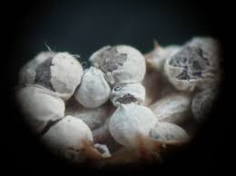 Attēlu rezultāti vaicājumam “Diderma chondrioderma macro”