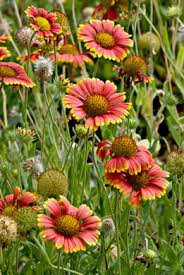 Image result for Gaillardia pulchella