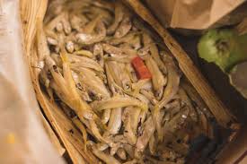 Attēlu rezultāti vaicājumam “Charales”