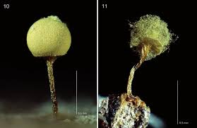 Attēlu rezultāti vaicājumam “Arcyria minuta stalked”