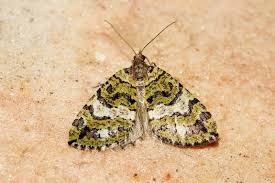 Attēlu rezultāti vaicājumam “Hydriomena furcata”