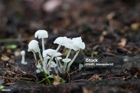 Attēlu rezultāti vaicājumam “Delicatula integrella”