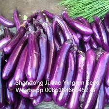 Afbeeldingsresultaat voor fengyuan purple eggplant