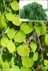 Attēlu rezultāti vaicājumam “Cercidiphyllum japonicum leaf”