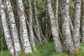 Attēlu rezultāti vaicājumam “Betula pubescens”