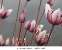 Attēlu rezultāti vaicājumam “Butomaceae”