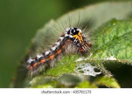 Attēlu rezultāti vaicājumam “Euproctis similis”