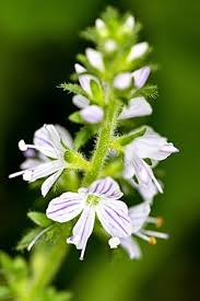 Image result for Veronica officinalis