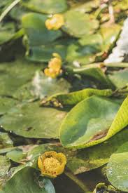 Attēlu rezultāti vaicājumam “Nuphar lutea leaf”