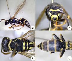 Attēlu rezultāti vaicājumam “Polistes nimpha”