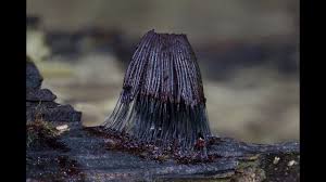 Attēlu rezultāti vaicājumam “Stemonitis foliicola spores”