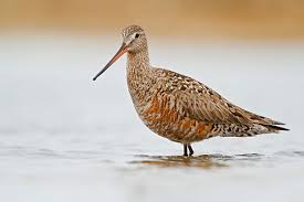 Image result for Limosa haemastica