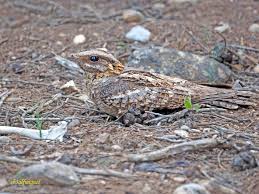 Image result for Caprimulgus ruficollis