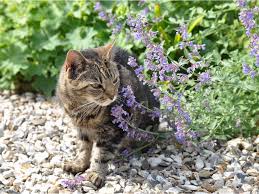 Image result for Katzenminze