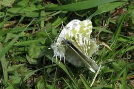 Attēlu rezultāti vaicājumam “Pontia edusa underside”