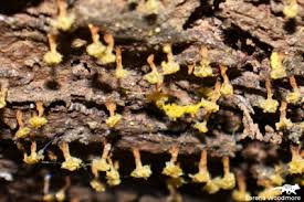 Attēlu rezultāti vaicājumam “Oligonema sp.”